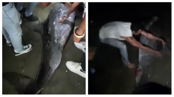 Ils laissent un dauphin mourir sur une plage colombienne pour avoir pris des selfies
