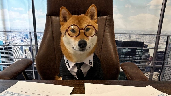 Musk présente le  nouveau PDG  de Twitter : voici son chien Floki !